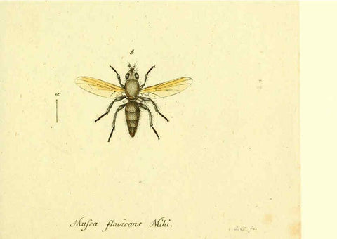 Reproducción/Reproduction 6045724155: Fauna Germanica, Diptera Nuremberg? :s.n.,between 1793 and 1805? 