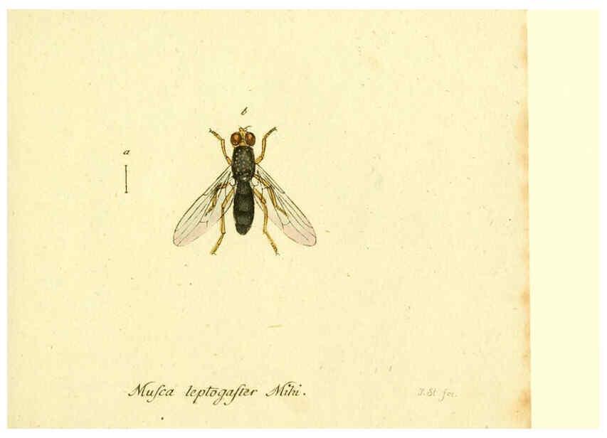 Reproducción/Reproduction 6046273662: Fauna Germanica, Diptera Nuremberg? :s.n.,between 1793 and 1805? 