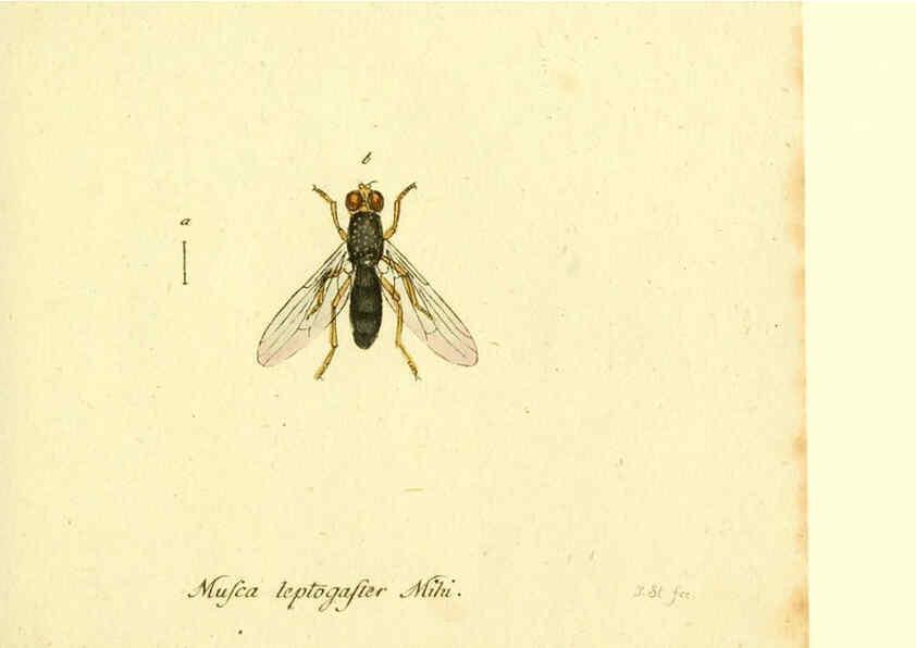 Reproducción/Reproduction 6046273662: Fauna Germanica, Diptera Nuremberg? :s.n.,between 1793 and 1805? 