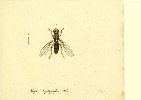 Reproducción/Reproduction 6046273662: Fauna Germanica, Diptera Nuremberg? :s.n.,between 1793 and 1805? 