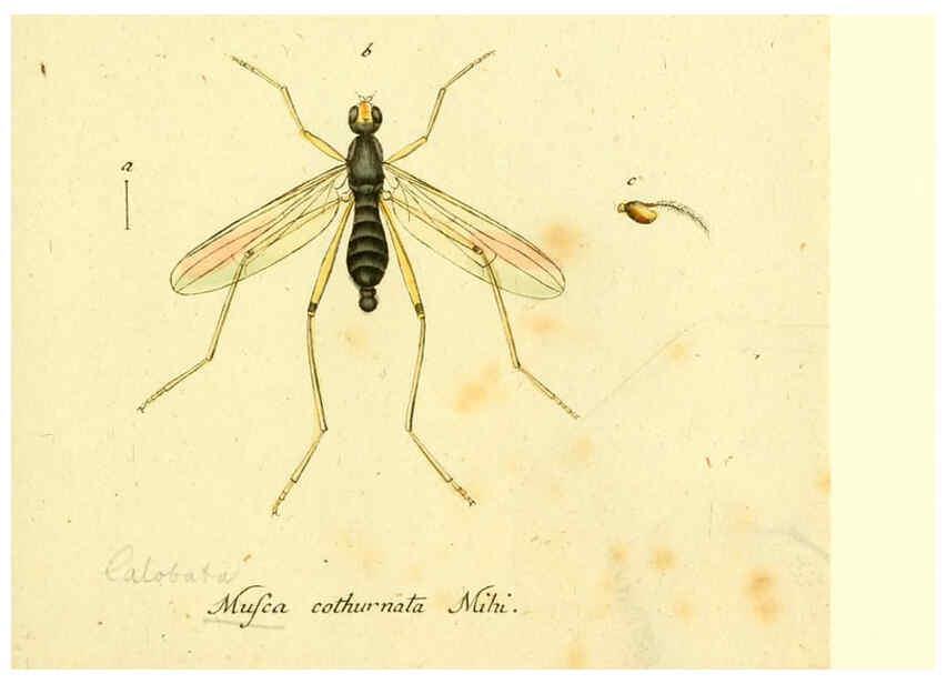 Reproducción/Reproduction 6046273934: Fauna Germanica, Diptera Nuremberg? :s.n.,between 1793 and 1805? 