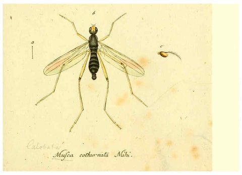 Reproducción/Reproduction 6046273934: Fauna Germanica, Diptera Nuremberg? :s.n.,between 1793 and 1805? 