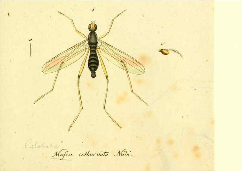 Reproducción/Reproduction 6046273934: Fauna Germanica, Diptera Nuremberg? :s.n.,between 1793 and 1805? 