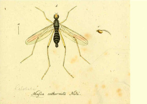 Reproducción/Reproduction 6046273934: Fauna Germanica, Diptera Nuremberg? :s.n.,between 1793 and 1805? 