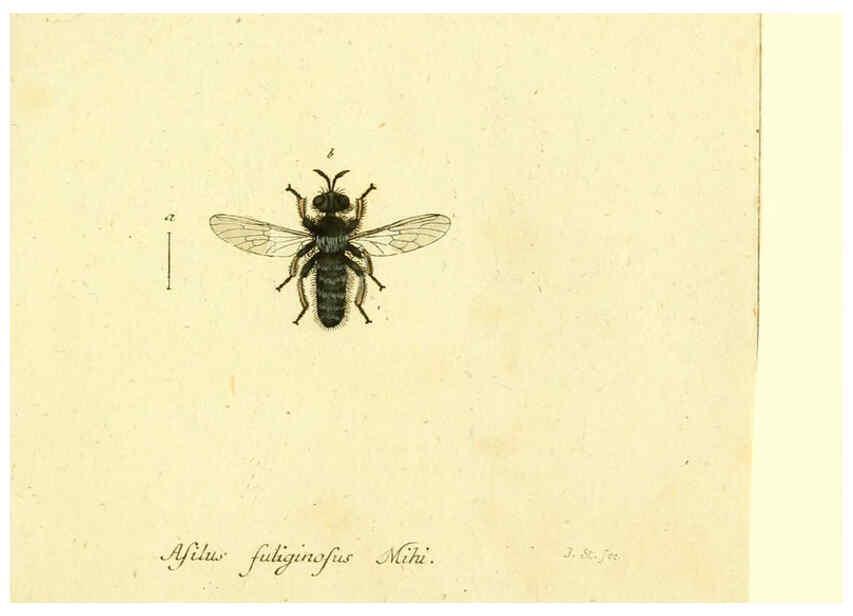 Reproducción/Reproduction 6045724987: Fauna Germanica, Diptera Nuremberg? :s.n.,between 1793 and 1805? 