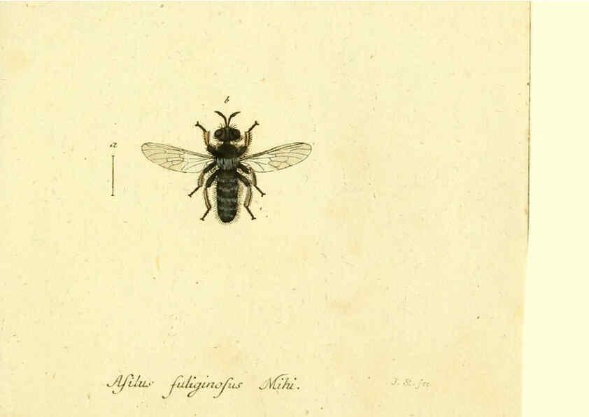 Reproducción/Reproduction 6045724987: Fauna Germanica, Diptera Nuremberg? :s.n.,between 1793 and 1805? 