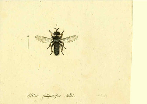 Reproducción/Reproduction 6045724987: Fauna Germanica, Diptera Nuremberg? :s.n.,between 1793 and 1805? 