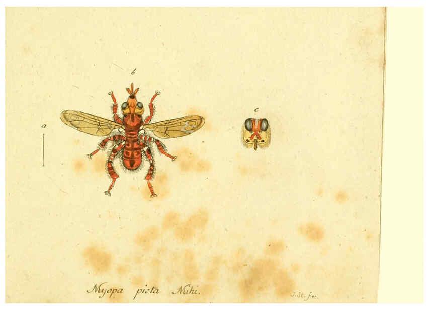 Reproducción/Reproduction 6046274534: Fauna Germanica, Diptera Nuremberg? :s.n.,between 1793 and 1805? 