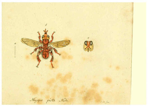 Reproducción/Reproduction 6046274534: Fauna Germanica, Diptera Nuremberg? :s.n.,between 1793 and 1805? 
