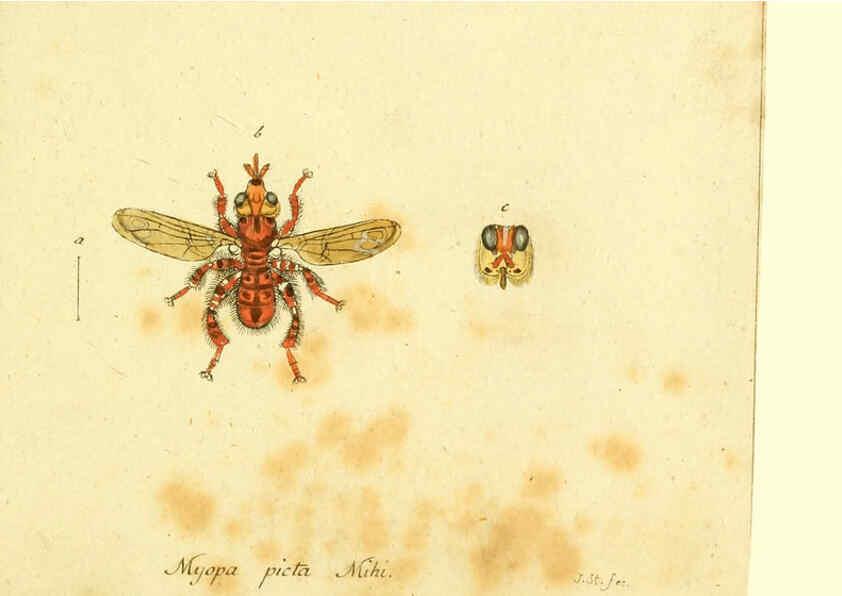 Reproducción/Reproduction 6046274534: Fauna Germanica, Diptera Nuremberg? :s.n.,between 1793 and 1805? 