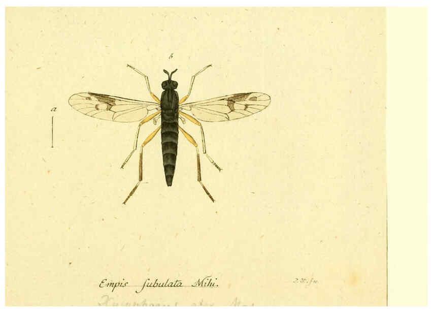 Reproducción/Reproduction 6045725607: Fauna Germanica, Diptera Nuremberg? :s.n.,between 1793 and 1805? 