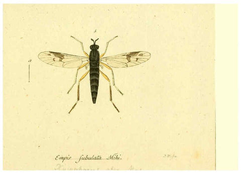Reproducción/Reproduction 6045725607: Fauna Germanica, Diptera Nuremberg? :s.n.,between 1793 and 1805? 