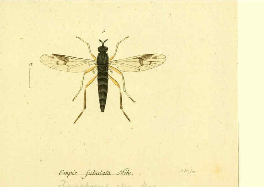 Reproducción/Reproduction 6045725607: Fauna Germanica, Diptera Nuremberg? :s.n.,between 1793 and 1805? 