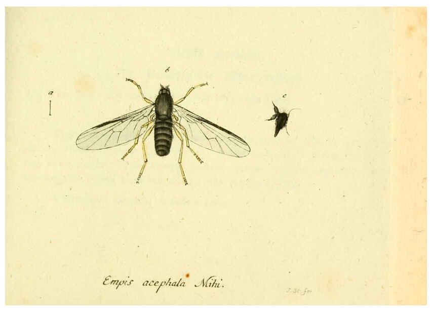 Reproducción/Reproduction 6045726149: Fauna Germanica, Diptera Nuremberg? :s.n.,between 1793 and 1805? 
