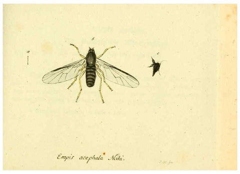Reproducción/Reproduction 6045726149: Fauna Germanica, Diptera Nuremberg? :s.n.,between 1793 and 1805? 