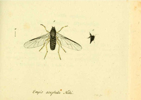 Reproducción/Reproduction 6045726149: Fauna Germanica, Diptera Nuremberg? :s.n.,between 1793 and 1805? 