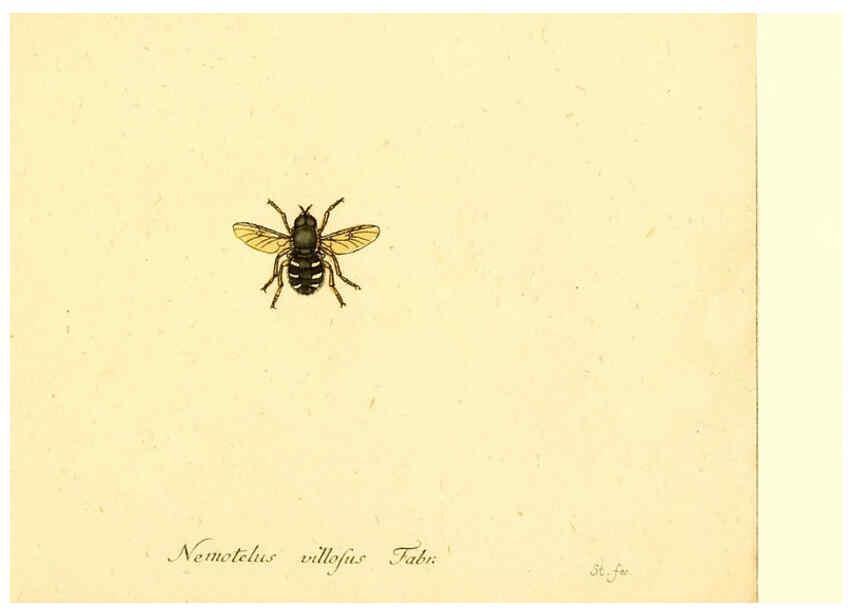 Reproducción/Reproduction 6045726501: Fauna Germanica, Diptera Nuremberg? :s.n.,between 1793 and 1805? 