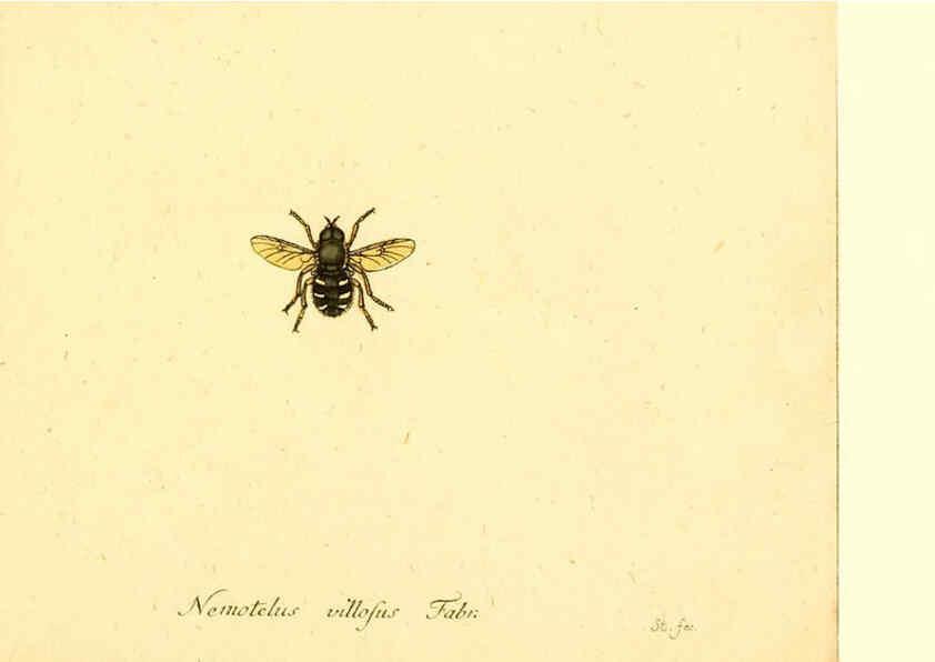Reproducción/Reproduction 6045726501: Fauna Germanica, Diptera Nuremberg? :s.n.,between 1793 and 1805? 