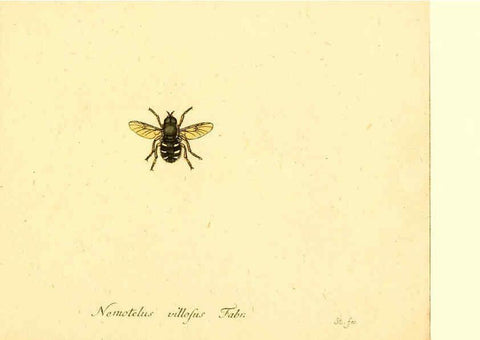 Reproducción/Reproduction 6045726501: Fauna Germanica, Diptera Nuremberg? :s.n.,between 1793 and 1805? 