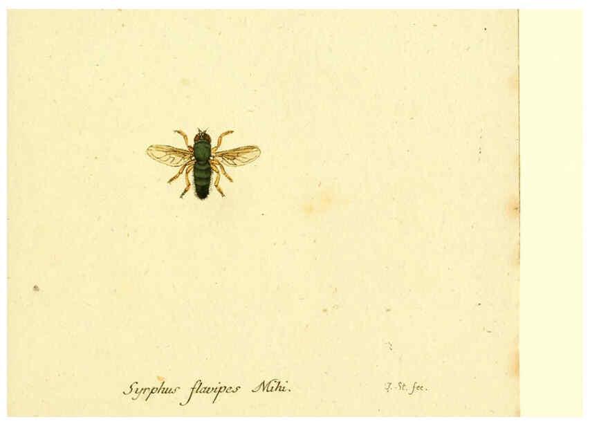 Reproducción/Reproduction 6045721531: Fauna Germanica, Diptera Nuremberg? :s.n.,between 1793 and 1805? 