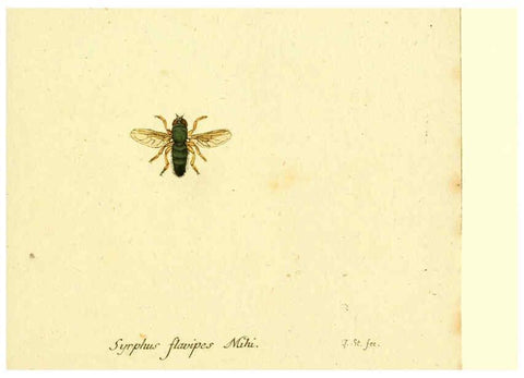 Reproducción/Reproduction 6045721531: Fauna Germanica, Diptera Nuremberg? :s.n.,between 1793 and 1805? 