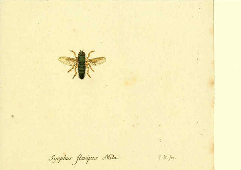 Reproducción/Reproduction 6045721531: Fauna Germanica, Diptera Nuremberg? :s.n.,between 1793 and 1805? 