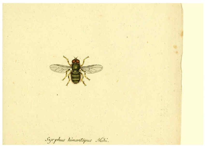 Reproducción/Reproduction 6045721205: Fauna Germanica, Diptera Nuremberg? :s.n.,between 1793 and 1805? 