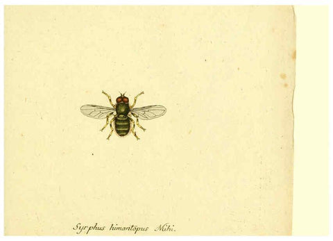 Reproducción/Reproduction 6045721205: Fauna Germanica, Diptera Nuremberg? :s.n.,between 1793 and 1805? 