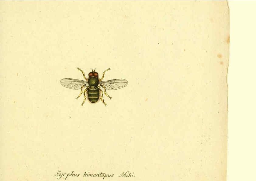 Reproducción/Reproduction 6045721205: Fauna Germanica, Diptera Nuremberg? :s.n.,between 1793 and 1805? 