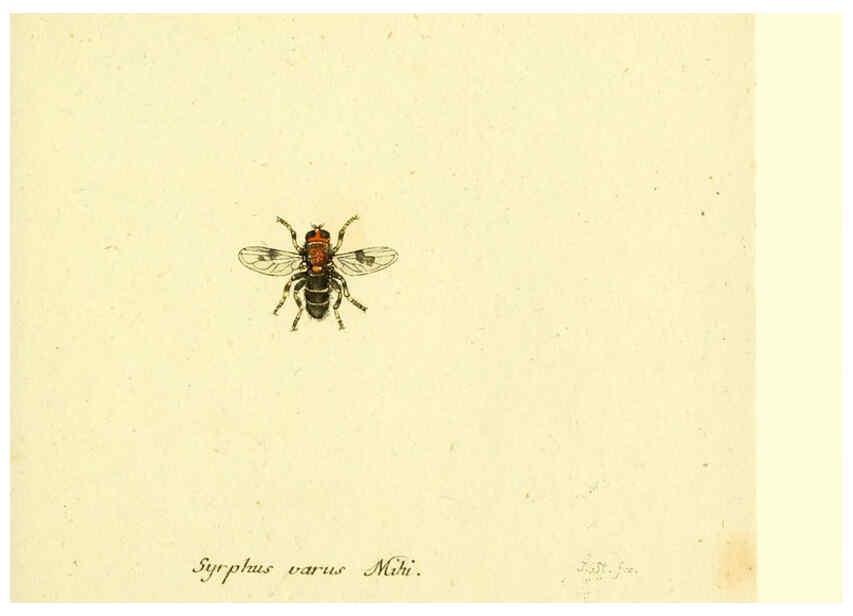 Reproducción/Reproduction 6045720881: Fauna Germanica, Diptera Nuremberg? :s.n.,between 1793 and 1805? 