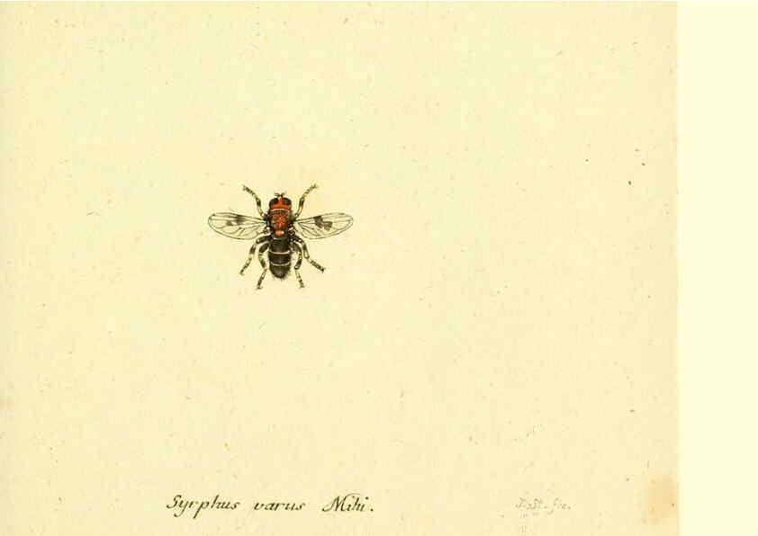 Reproducción/Reproduction 6045720881: Fauna Germanica, Diptera Nuremberg? :s.n.,between 1793 and 1805? 