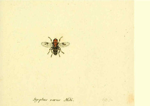 Reproducción/Reproduction 6045720881: Fauna Germanica, Diptera Nuremberg? :s.n.,between 1793 and 1805? 