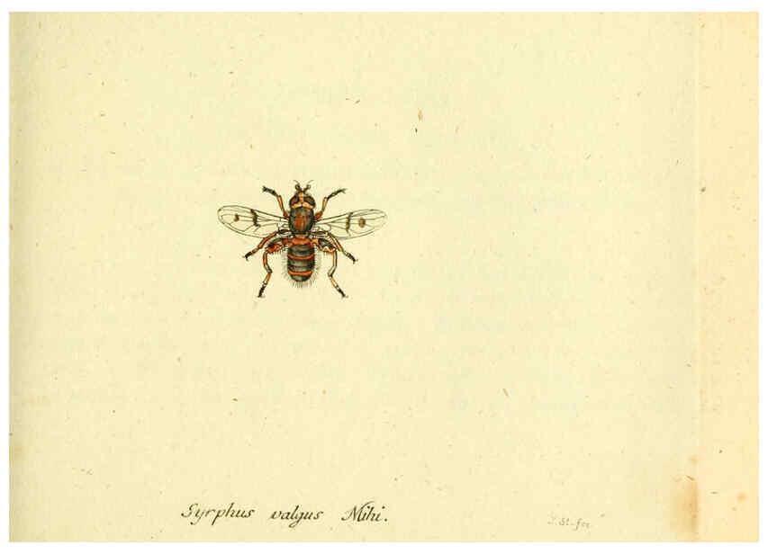 Reproducción/Reproduction 6045720529: Fauna Germanica, Diptera Nuremberg? :s.n.,between 1793 and 1805? 