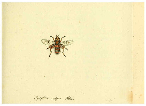 Reproducción/Reproduction 6045720529: Fauna Germanica, Diptera Nuremberg? :s.n.,between 1793 and 1805? 