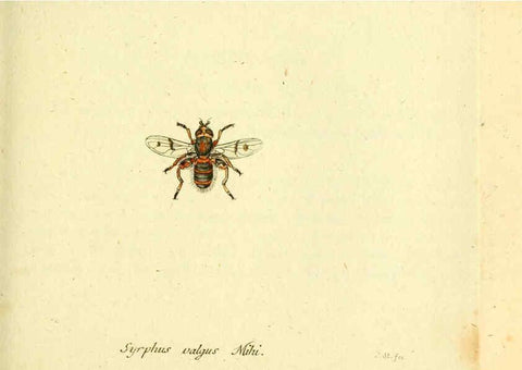 Reproducción/Reproduction 6045720529: Fauna Germanica, Diptera Nuremberg? :s.n.,between 1793 and 1805? 