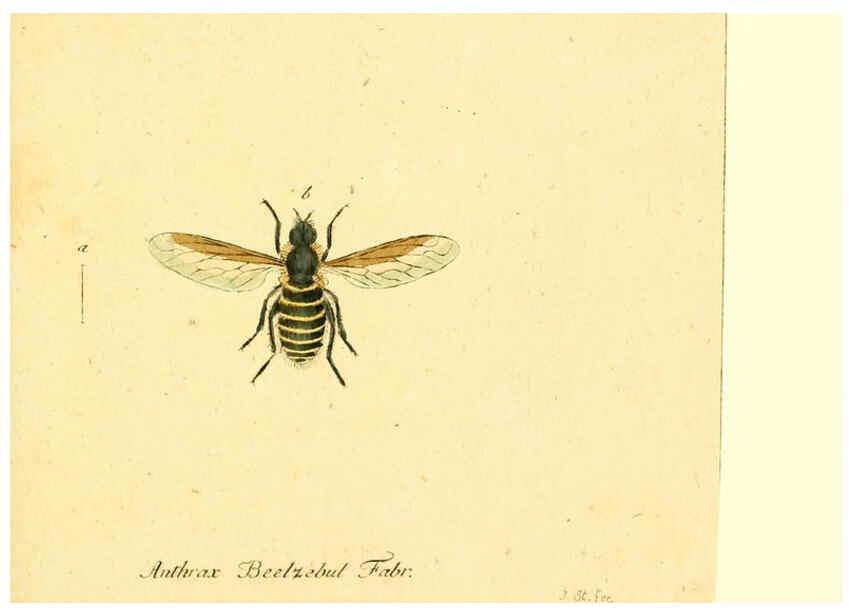 Reproducción/Reproduction 6045714955: Fauna Germanica, Diptera Nuremberg? :s.n.,between 1793 and 1805? 