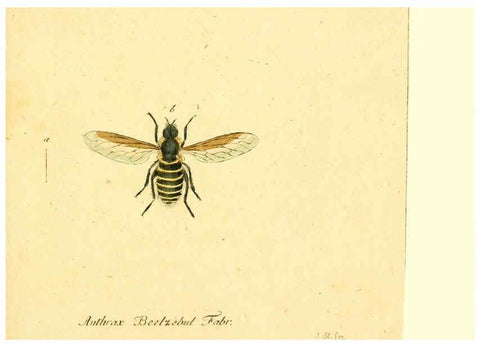 Reproducción/Reproduction 6045714955: Fauna Germanica, Diptera Nuremberg? :s.n.,between 1793 and 1805? 