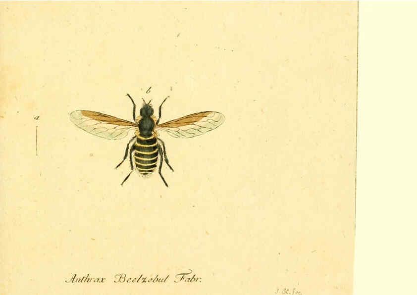 Reproducción/Reproduction 6045714955: Fauna Germanica, Diptera Nuremberg? :s.n.,between 1793 and 1805? 