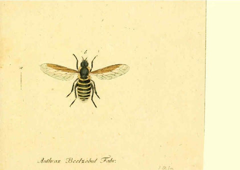 Reproducción/Reproduction 6045714955: Fauna Germanica, Diptera Nuremberg? :s.n.,between 1793 and 1805? 