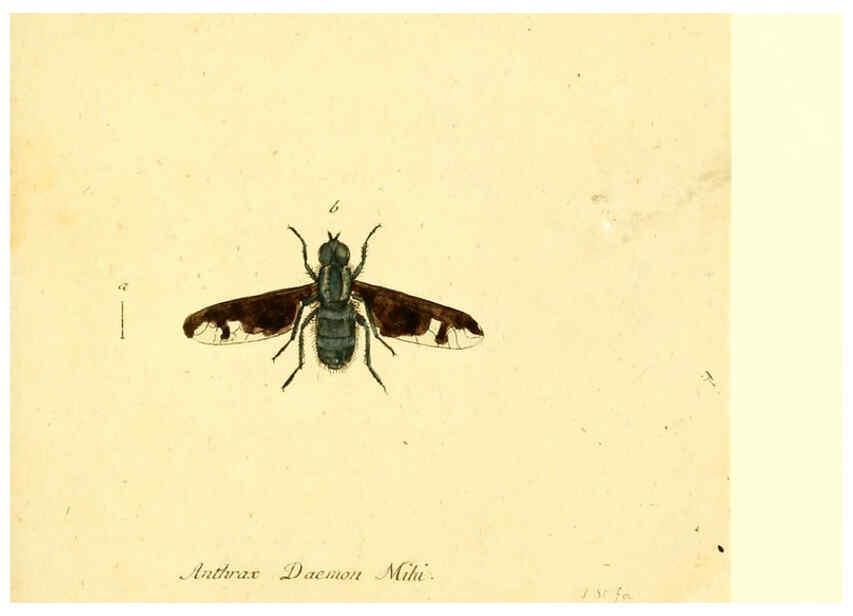 Reproducción/Reproduction 6045715167: Fauna Germanica, Diptera Nuremberg? :s.n.,between 1793 and 1805? 