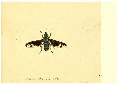 Reproducción/Reproduction 6045715167: Fauna Germanica, Diptera Nuremberg? :s.n.,between 1793 and 1805? 