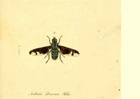 Reproducción/Reproduction 6045715167: Fauna Germanica, Diptera Nuremberg? :s.n.,between 1793 and 1805? 