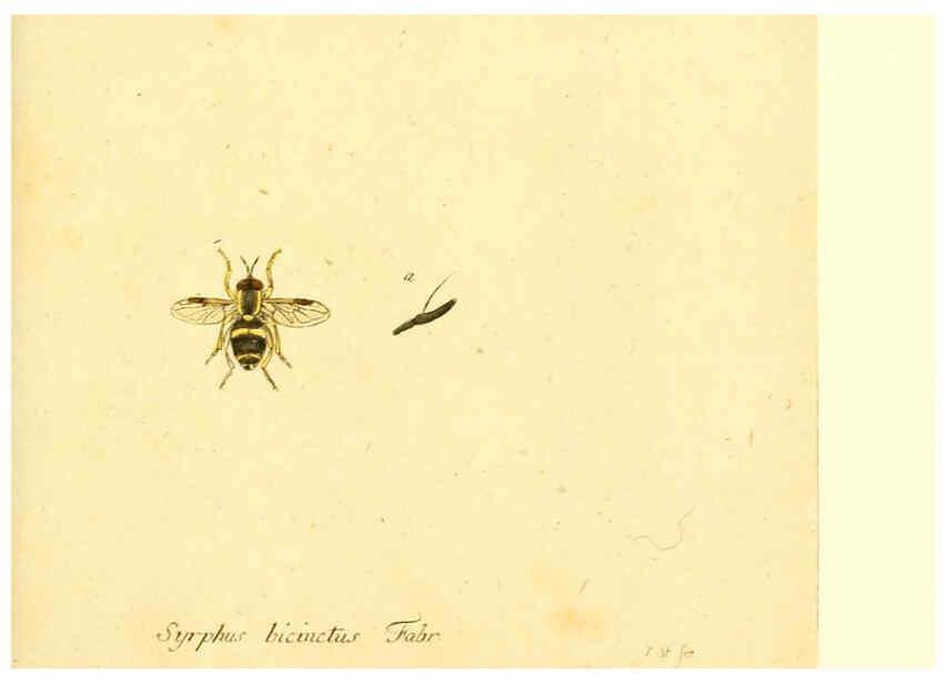 Reproducción/Reproduction 6046264678: Fauna Germanica, Diptera Nuremberg? :s.n.,between 1793 and 1805? 