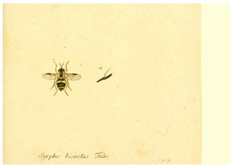 Reproducción/Reproduction 6046264678: Fauna Germanica, Diptera Nuremberg? :s.n.,between 1793 and 1805? 