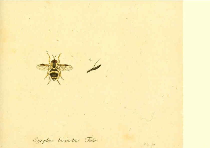 Reproducción/Reproduction 6046264678: Fauna Germanica, Diptera Nuremberg? :s.n.,between 1793 and 1805? 