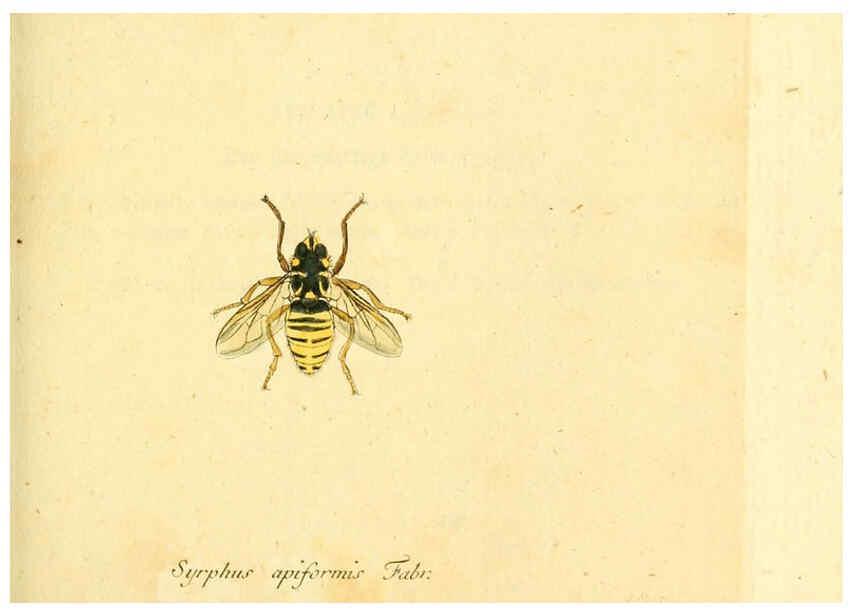 Reproducción/Reproduction 6046264902: Fauna Germanica, Diptera Nuremberg? :s.n.,between 1793 and 1805? 