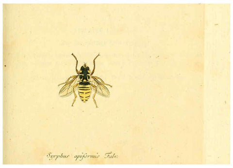 Reproducción/Reproduction 6046264902: Fauna Germanica, Diptera Nuremberg? :s.n.,between 1793 and 1805? 