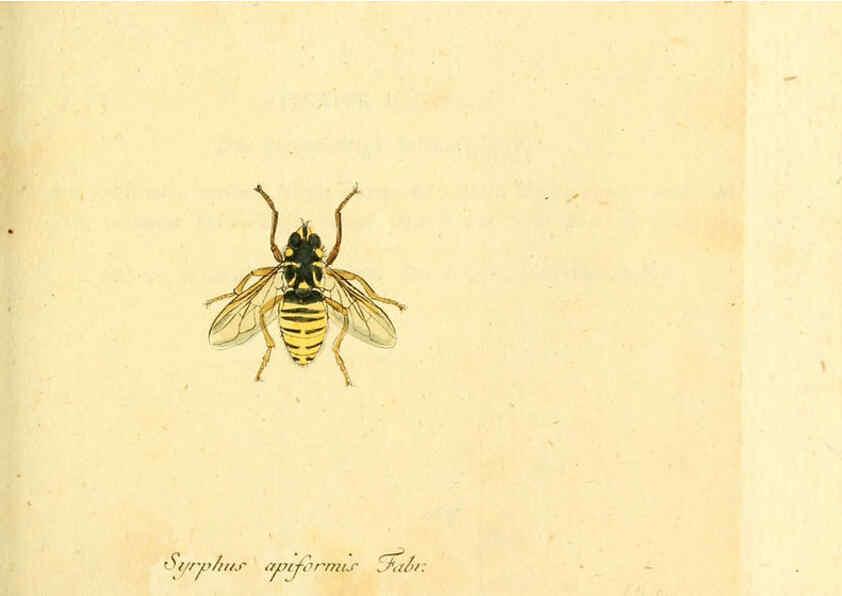 Reproducción/Reproduction 6046264902: Fauna Germanica, Diptera Nuremberg? :s.n.,between 1793 and 1805? 