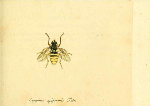Reproducción/Reproduction 6046264902: Fauna Germanica, Diptera Nuremberg? :s.n.,between 1793 and 1805? 