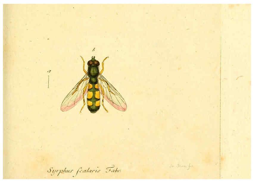 Reproducción/Reproduction 6045716047: Fauna Germanica, Diptera Nuremberg? :s.n.,between 1793 and 1805? 